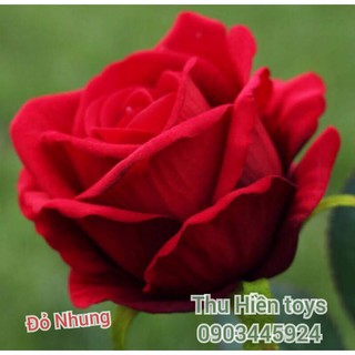 Hoa Hồng Nhung  Hoa Lụa Cao Cấp (51cm)