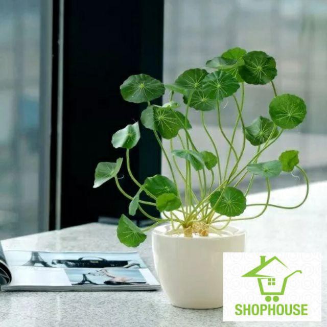 shophouse 40 Hạt giống cỏ may mắn/ hạt giống lá tiền su có thể trồng trong nước bể nuôi cá  SHOP HOUSE  TẾT KHUYẾN MẠI