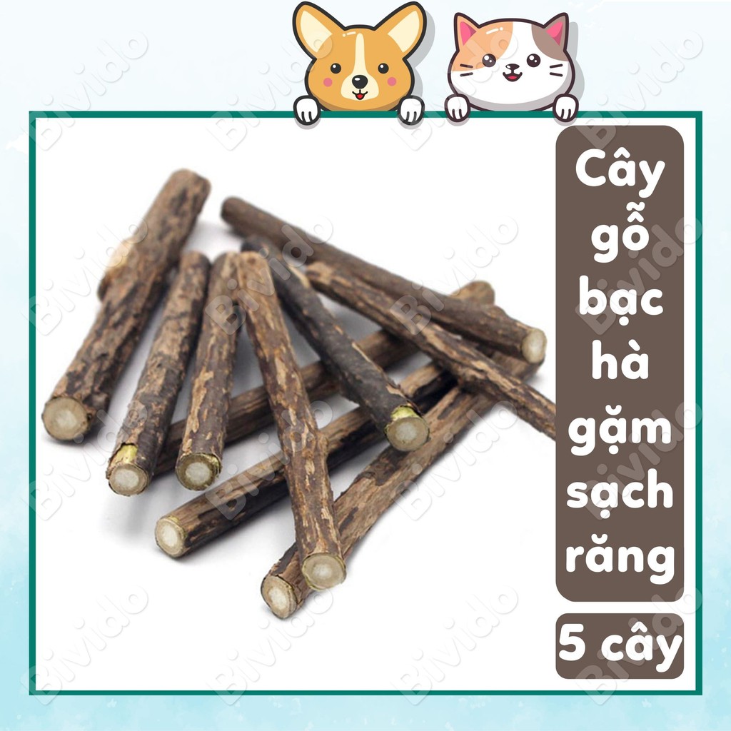 5 cây gỗ catnip bạc hà cho mèo gặm sạch răng thư giãn - Bivido