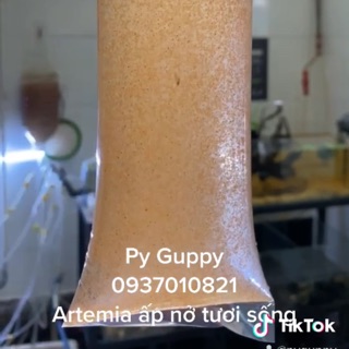 Thức Ăn tốt nhất cho cá cảnh. Artemia ấp nở