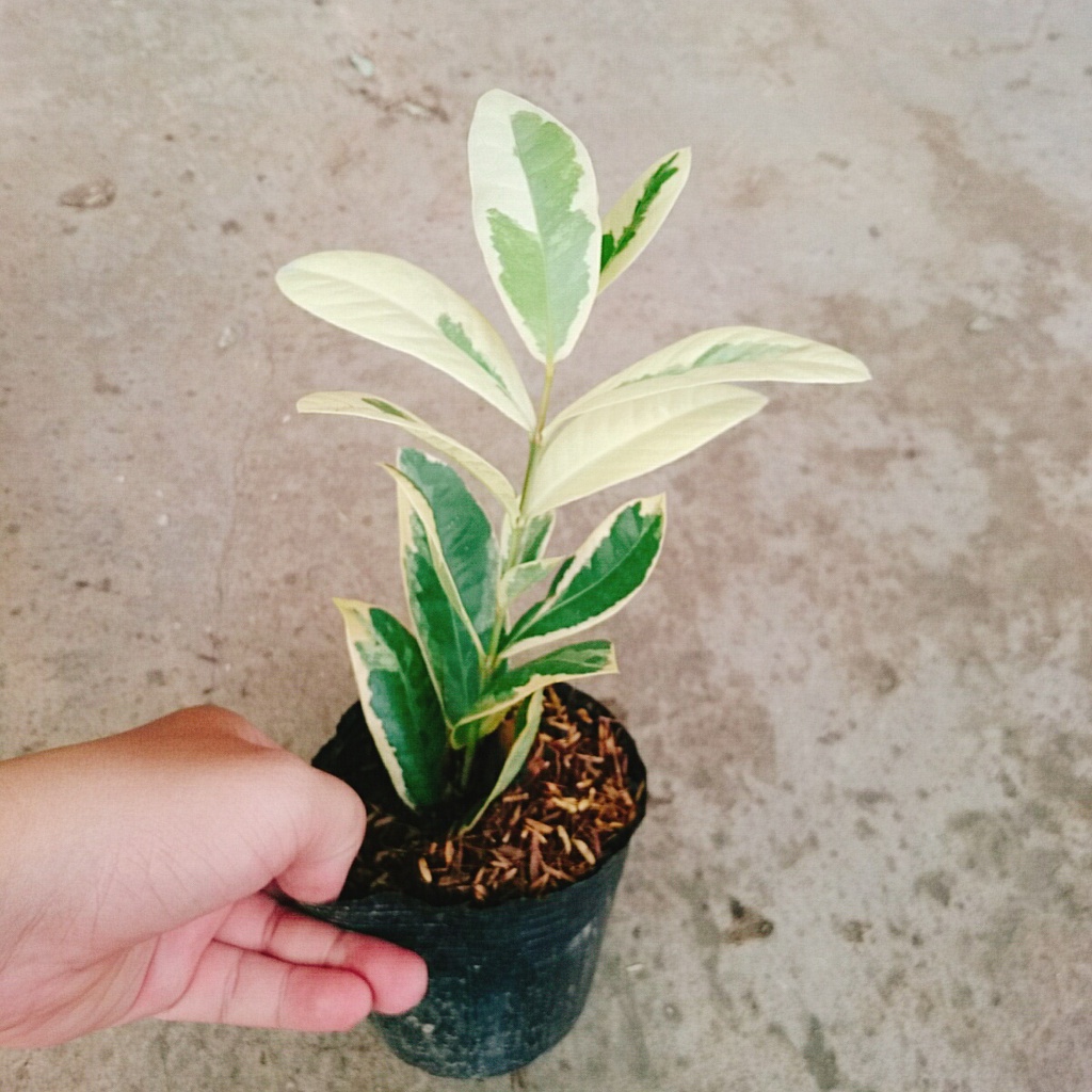 Cây Trang Mỹ Đỏ Cẩm Thạch - Trang Nhung Cẩm Thạch