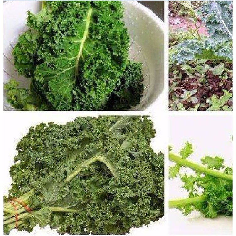 Combo 3 gói Hạt Giống Cải Xoăn Kale Siberian