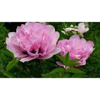 Hạt Giống Hoa Mẫu Đơn Mix
