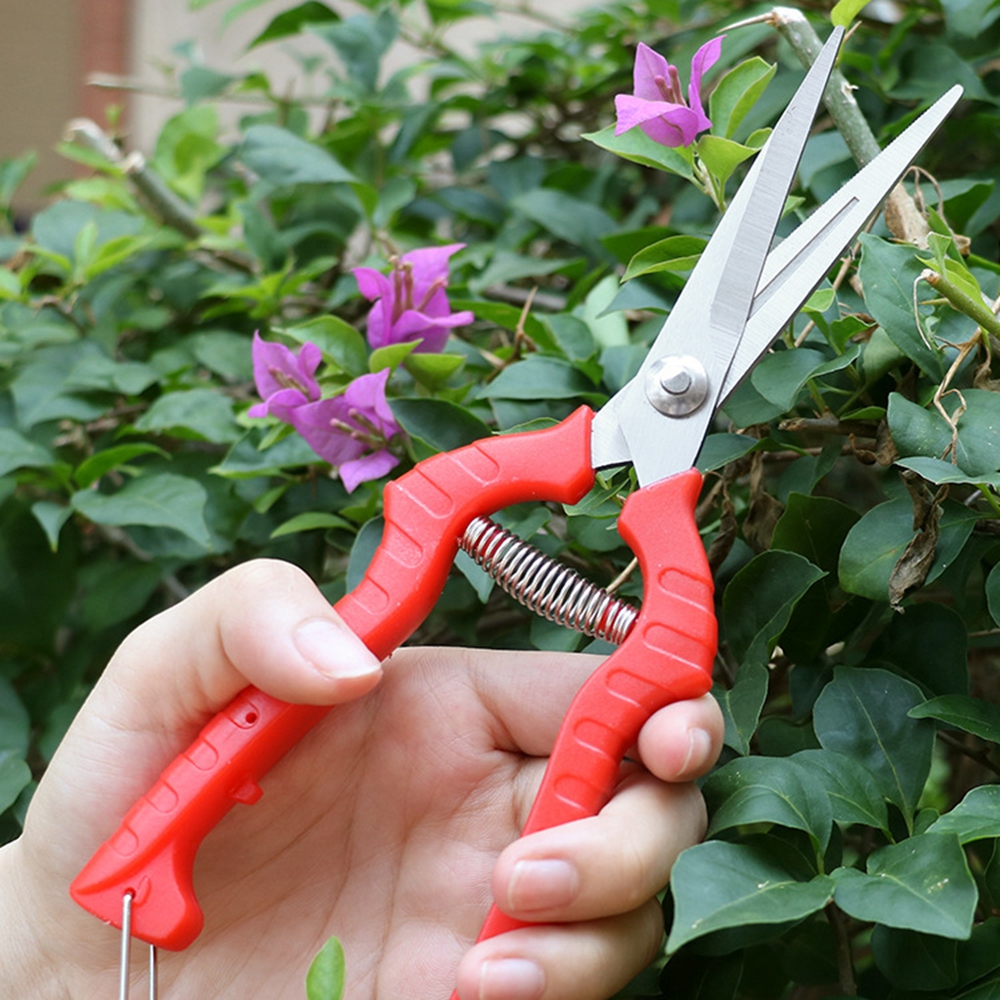 Kéo cắt tỉa hoa quả tiện dụng cho vườn nhà