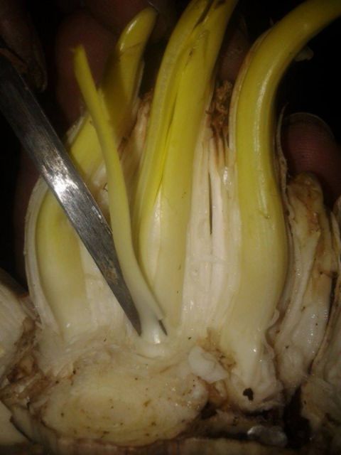 Bộ dao gọt hoa thủy tiên rất sắc bén, dùng lâu năm