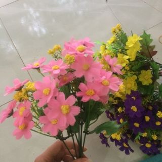 Cúc dại. 12k