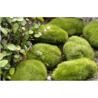 [Tiểu Cảnh] ❤❤Đá Phủ Rêu❤❤ Phụ Kiện Trang Trí Tiểu Cảnh Sen Đá, Terrarium, Decord Mô Hình
