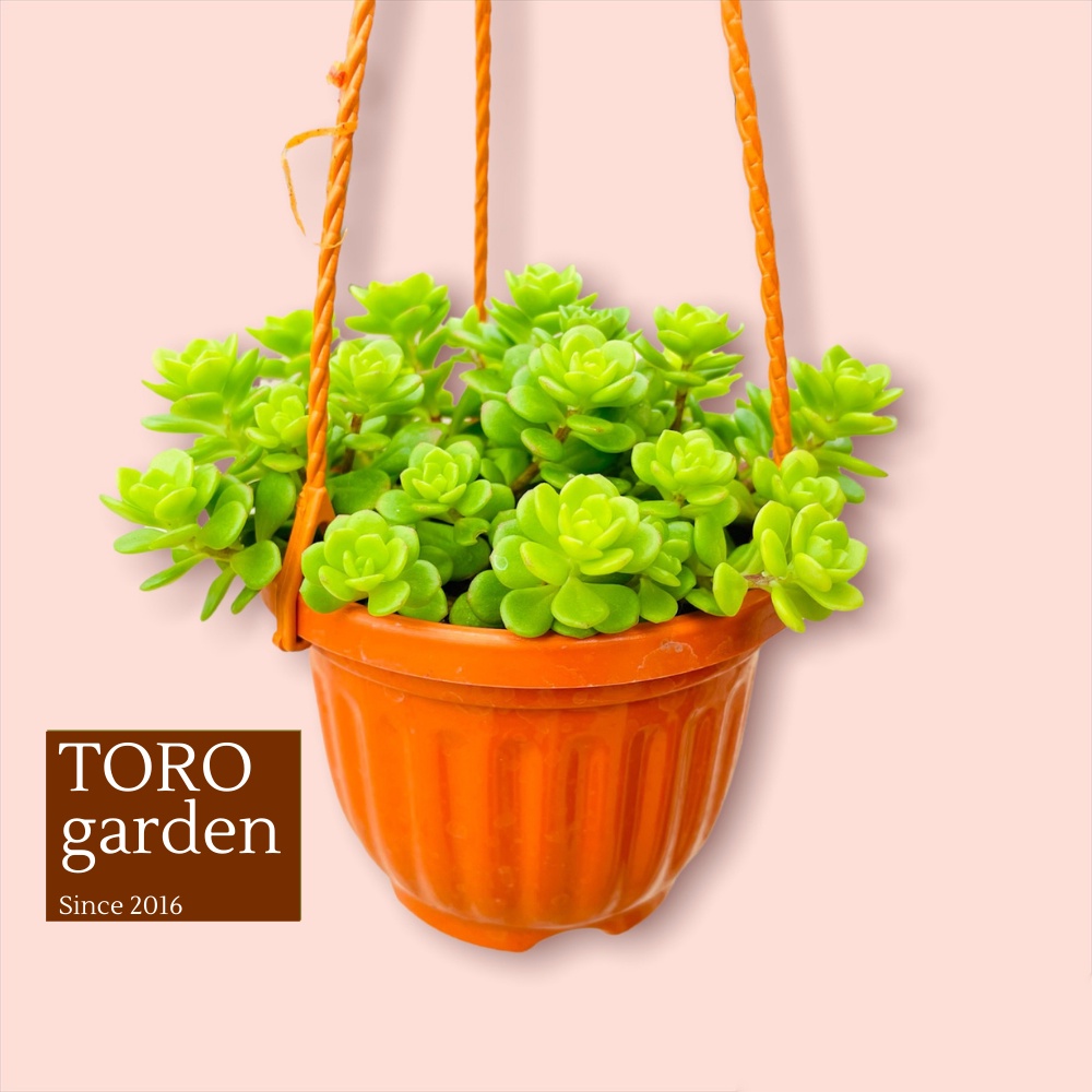 SEN ĐÁ SEDUM HOA HỒNG XANH ĐÀ LẠT CHẬU TREO SIZE 9CM, SIÊU CUTE, HƯ 1 ĐỔI 1