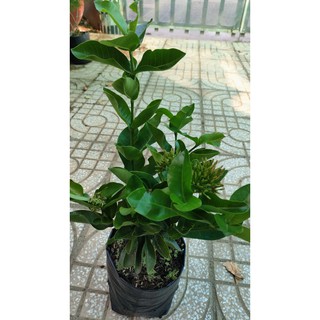 Cây hoa Trang Mỹ hồng