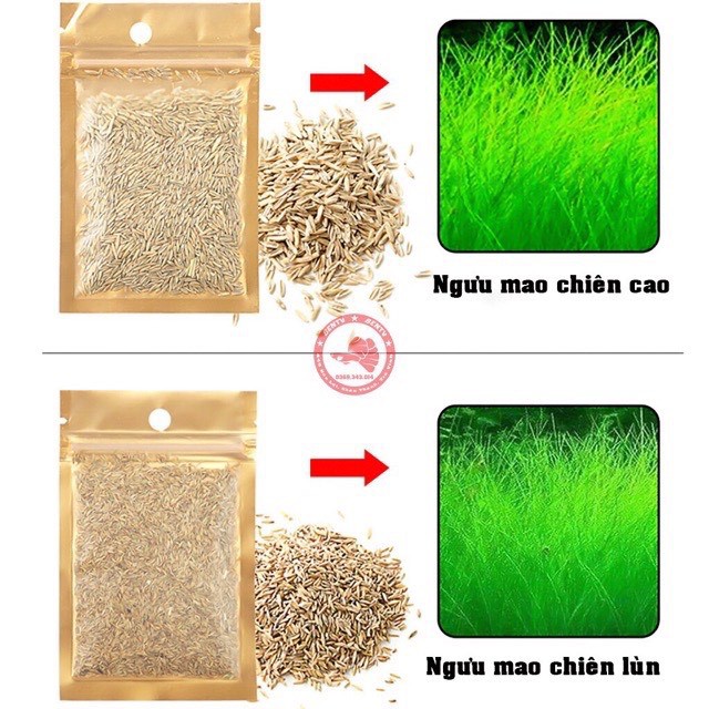 Hạt Giống Thuỷ Sinh - Cây Trồng Thuỷ Sinh Phụ Kiện Bể Thủy Sinh
