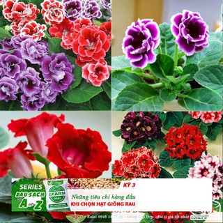 Hạt giống hoa tử la lan mix 5 hạt/ gói