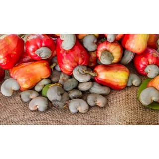 Hạt điều lụa rang muối