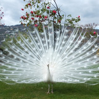 10 lông công trắng quý hiếm