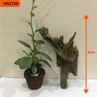 Gỗ lũa thủy sinh, lũa hồ cá, lũa bán cạn, tiểu cảnh cho bể vừa và lớn