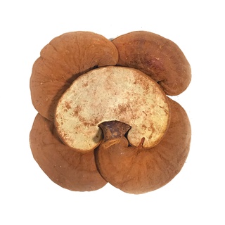Nấm Linh Chi Đỏ - Dược Thảo Fungi