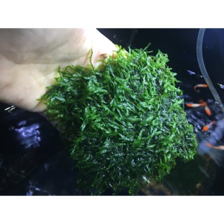 Rêu flame rêu ngọn lửa trang trí hồ cá thuỷ sinh