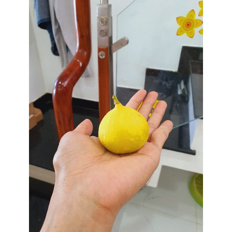1 cành chiết sung mỹ trái vàng cực đẹp jinaofen
