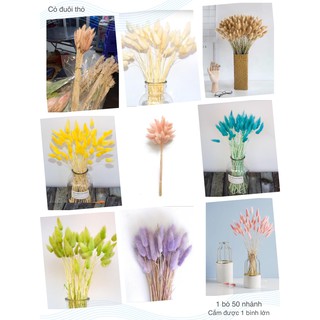 Hoa cỏ khô đuôi thỏ 50 nhánh nhiều màu - hoa khô