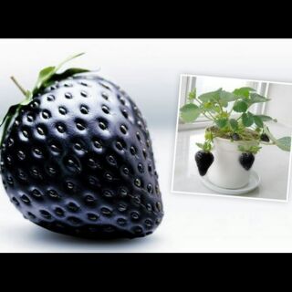 Dâu tây đen chịu nhiệt