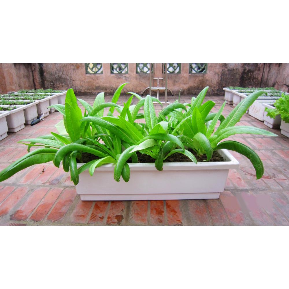 " HỎA TỐC" Chậu trồng hoa thông minh ban công dài 67 rộng 24 cao 20cm