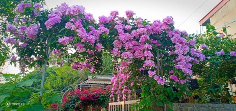 Cây giống lan tỏi leo