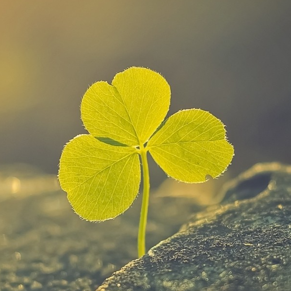 Bamboo999, Cửa hàng trực tuyến | BigBuy360 - bigbuy360.vn