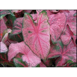 Cây kiểng lá môn Caladium Fannie Munson