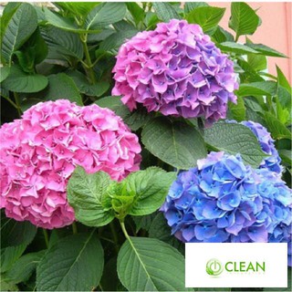 Hạt giống Cẩm tú cầu mix (10 hạt)