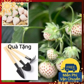 Hạt Giống Dâu Tây Bạch Tuyết - Dâu Tây Trắng Tặng Bộ Dụng Cụ Mini Trồng Cây Tặng Bộ Dụng Cụ Mini Trồng Cây