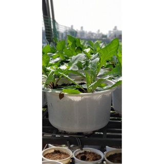 Cây giống Bồ Công Anh lùn (3 cây 1 chậu)