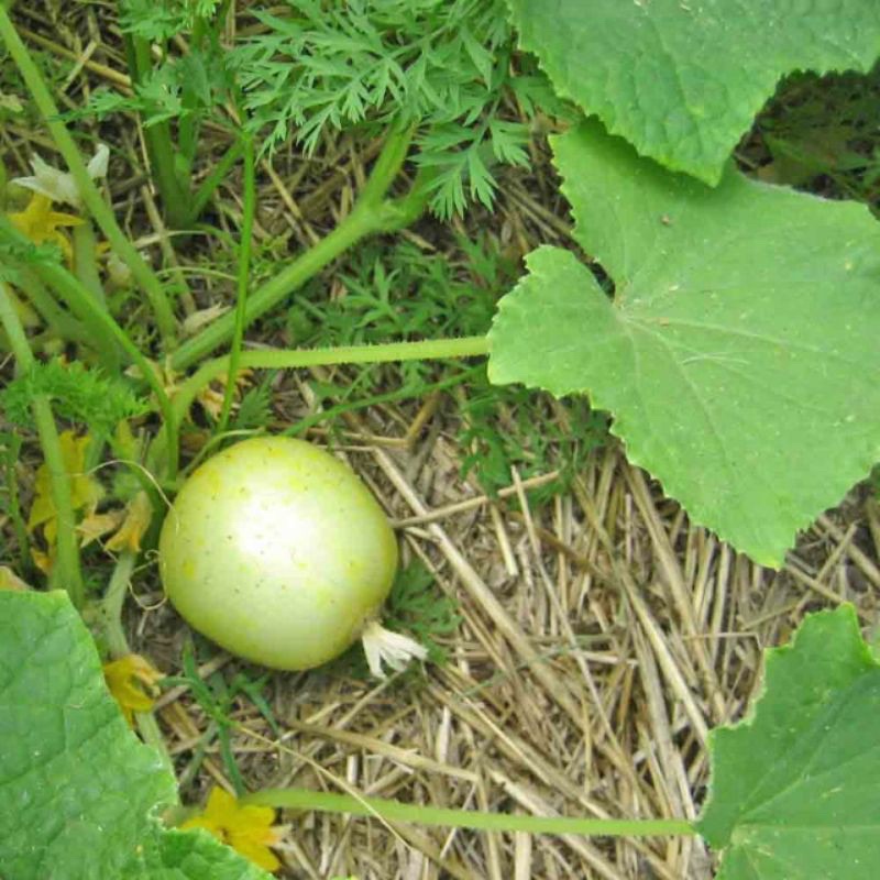 Hạt giống dưa leo chanh Mỹ baby lemon siêu trái F1