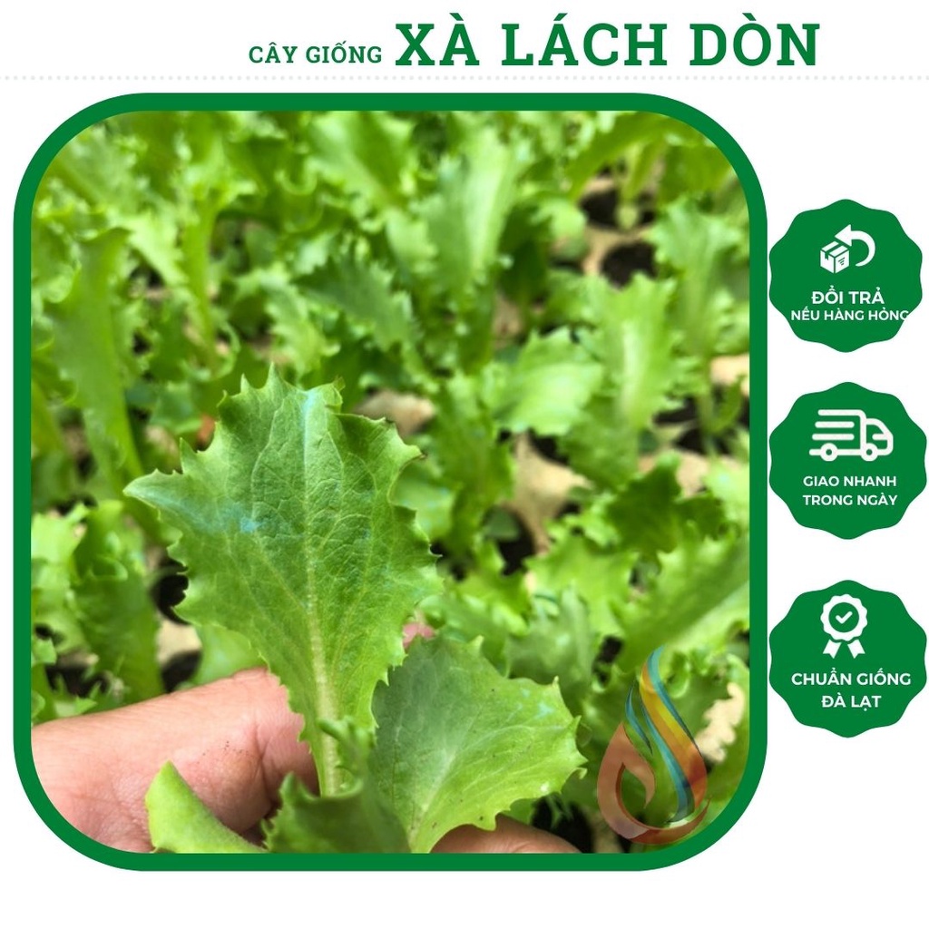 Combo 5 cây giống rau xà lách giòn ngọt, trồng quanh năm thu hoạch sau 30 ngày (chỉ giao Hoả Tốc TPHCM)