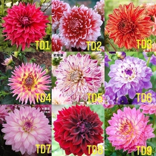 Củ hoa thược dược khổng lồ