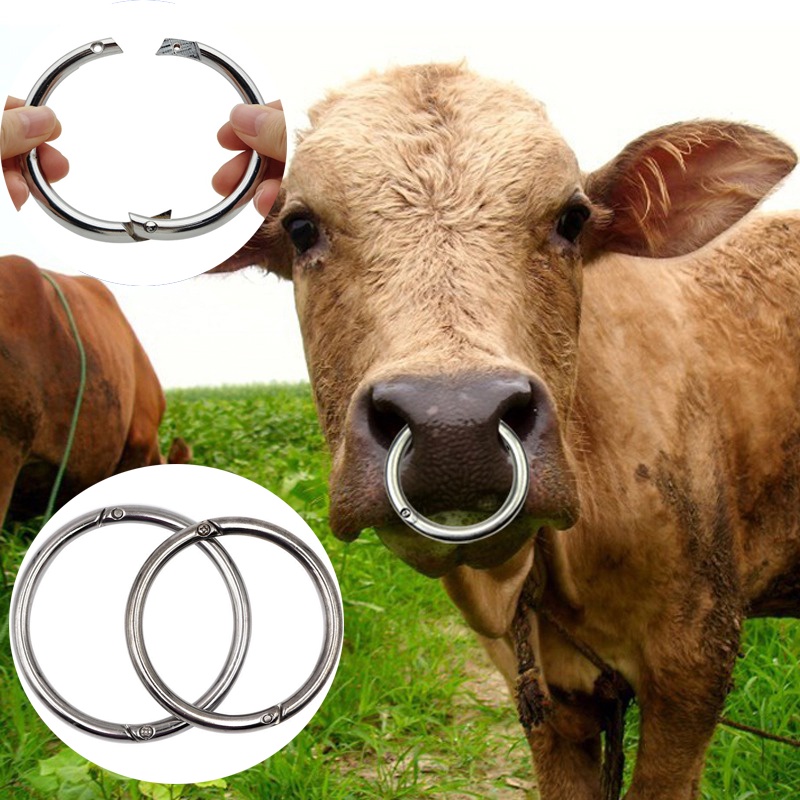Vòng xỏ mũi bò inox 304 khuyên mũi bò hỗ trợ ắt mũi bò, mặt trơn nhẵn 2 kích cỡ