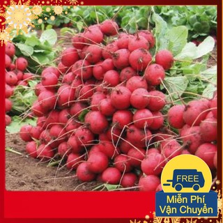 Hạt Giống Củ Cải Đỏ F1