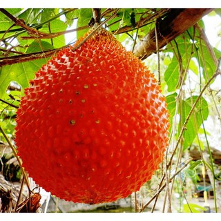 Hạt giống cây gấc cao sản (10 hạt ) (TẶNG gói kích thích hỗ trợ hạt nảy mầm)