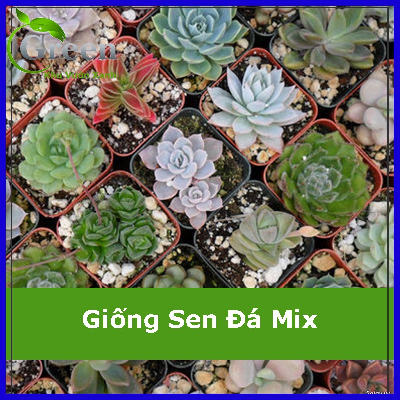 Hạt Giống Sen Đá Nhiều Loại Mix (Gói 20 hạt)