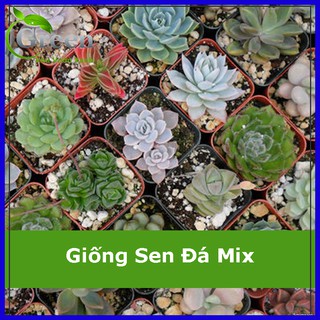 Hạt giống sen đá mix