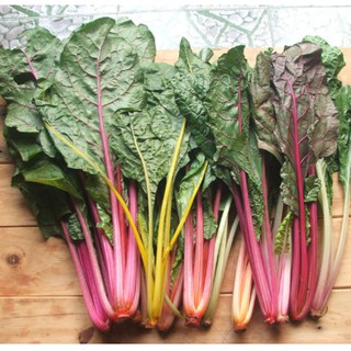 HẠT GIỐNG CẢI CẦU VỒNG ( SWISS CHARD) [shop uy tín]