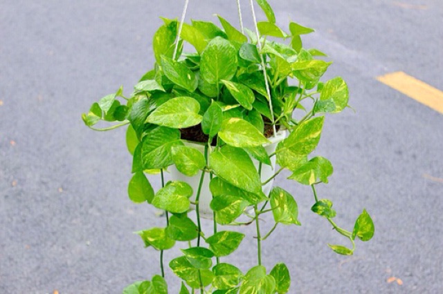 CÂY TRẦU BÀ  TẶNG SỎI