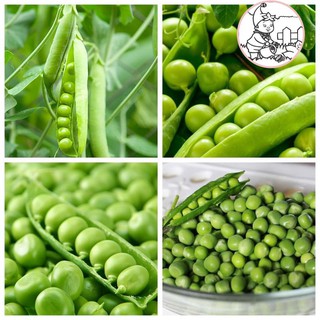 HẠT ĐẬU HÀ LAN - GÓI 20 GRAM