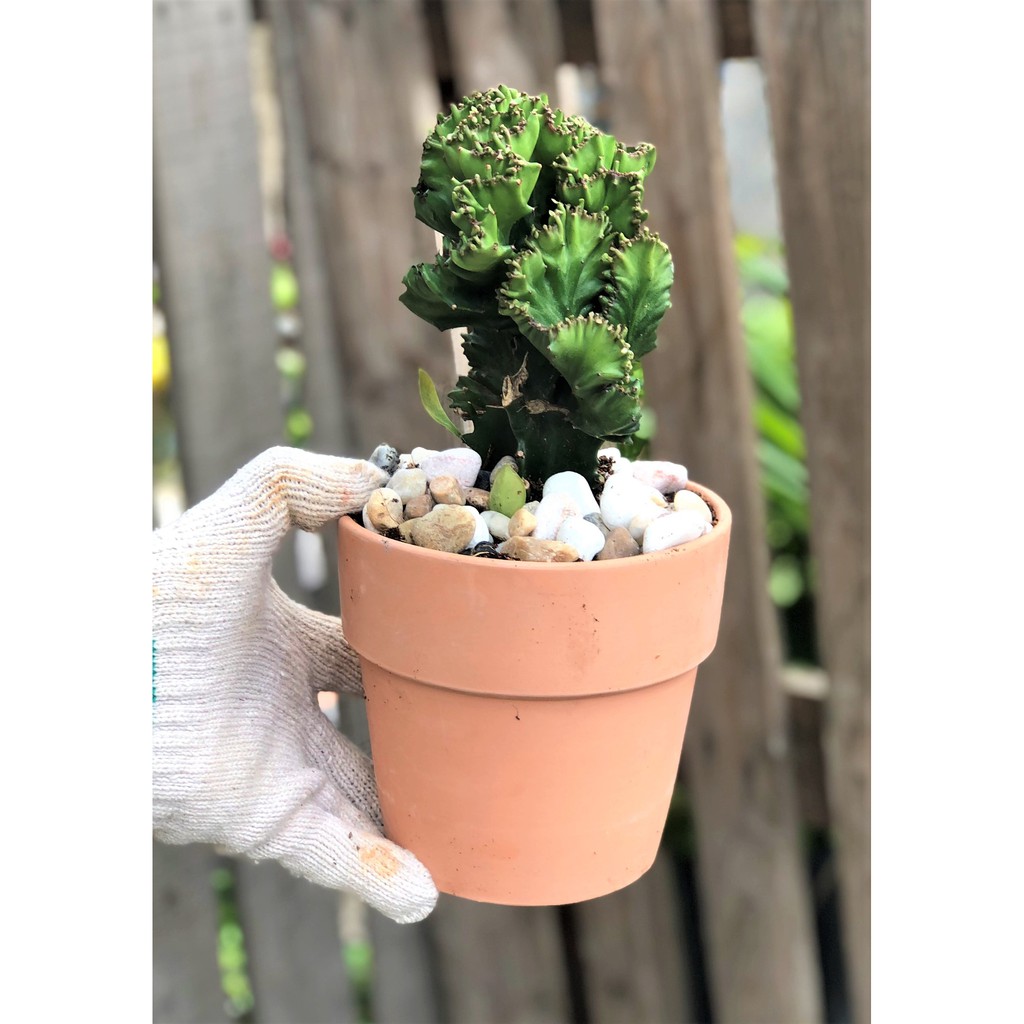 Bộ 10 chậu đất nung trồng xương rồng sen đá Rộng 14 cm x Cao 13 cm