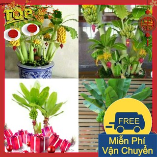 Combo 2 Gói Hạt Giống Chuối Mini