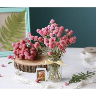 🌸Loại đẹp🌸 Hoa khô CÚC BÁCH NHẬT màu tím nhạt decor trang trí sử dụng chụp ảnh