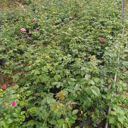 Hoa hồng ngoại kate rose – Nữ hoàng bí ẩn của xứ sở sương mù Anh quốc- Vườn Hoa Melinhrose