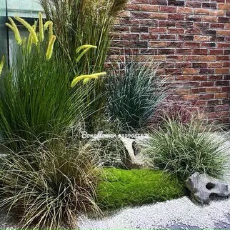 Cây giả - Cây cỏ lau giả cụm 5 bông dài 80cm decor siêu xinh