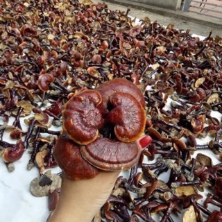 Nấm Lim Xanh Khô hàng chọn 1kg