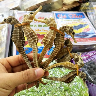 🔥Cặp cá ngựa (Hải mã) Đực cái 🔥 Đủ size - Xuất xứ Nha Trang