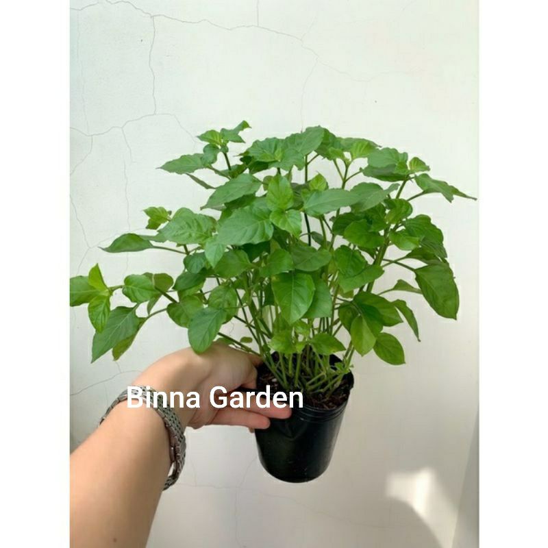 ♡♡ Cây rau bồ ngót nhật