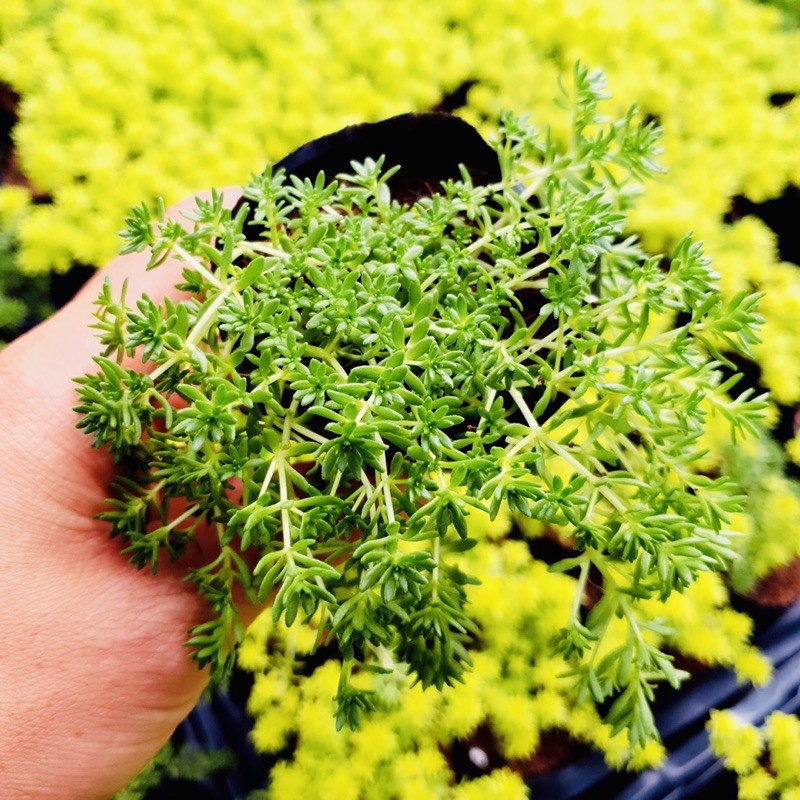 Sen đá sedum xanh SONDA GARDEN size bé 4-5cm, xuất xứ Đà Lạt, khoẻ đẹp, lỗi 1 đổi 1